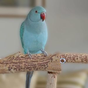 Meet your Posher, Alason